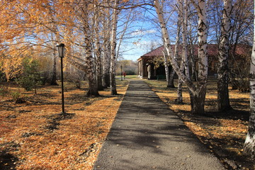Fototapeta na wymiar birch alley in autumn in the manor
