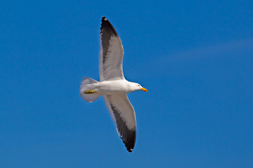 Flying Kelp Seagull in clear sky