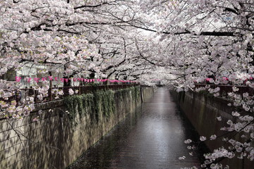 目黒川の桜並木
