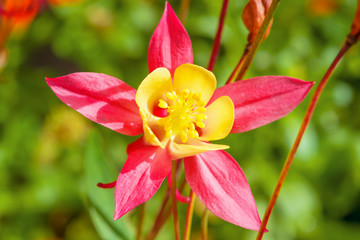 Garden rose-red flower Aquilegia.Background for cards.