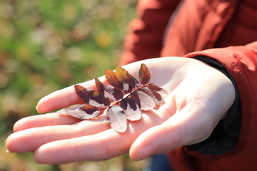 autumn leaf on the palm