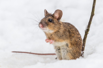 Wood mouse