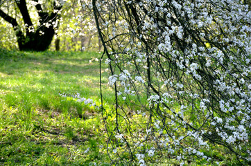 Fototapeta na wymiar blossom tree in spring park 