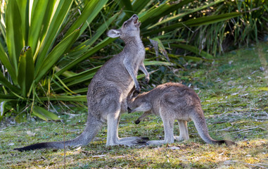 Naklejka na ściany i meble The wild famale Kangaroo feeding her joey from the pouch. Australia
