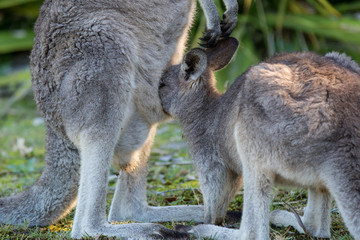 Close up wild famale Kangaroo feeding her joey from the pouch. Australia