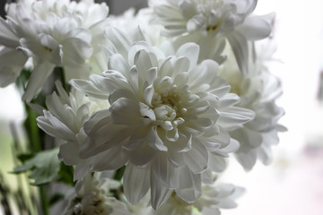 White garden chrysanthemums on a light background.
