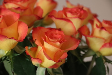 Rosen blühen in Orange