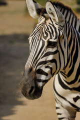 Fototapeta na wymiar Portrait of African striped coat zebra