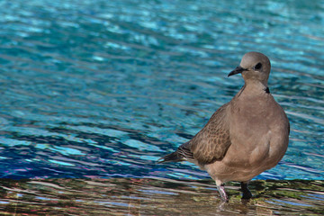 Pigeon at the edge of a swimming pool 