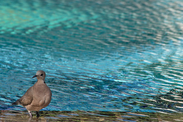 Pigeon at the edge of a swimming pool 
