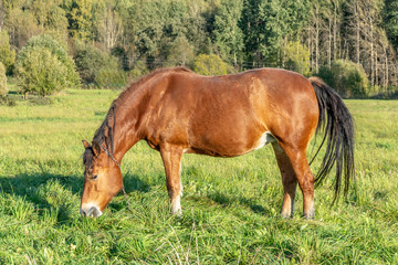 Chestnut horse grazing on a green meadow