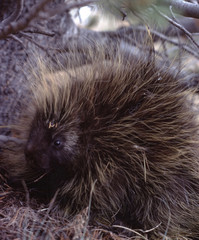 North American Porcupine (Erethizon Dorsatum)