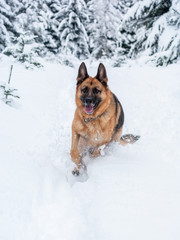 German Shepherd Dog Running in Snow