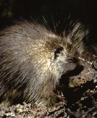 North American Porcupine (Erethizon Dorsatum)