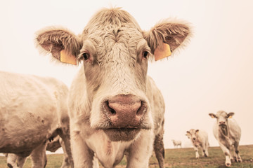 White cow on grazing in the morning autumn fog. Cows graze on an autumn meadow. Cattle breeding in the Czech Republic. Latin name bos primigenius taurus. Cows reared for slaughter.
