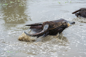 Fototapeta premium water buffalo playing water splashing in pond