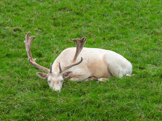 White Buck Fallow Deer laying down in the grass
