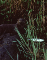 North American River Otter (Lontra Canadensis)