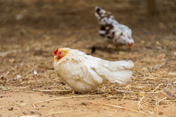 chicken resting in a farm