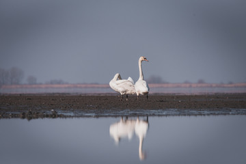 Large white swans play and swim in the lake