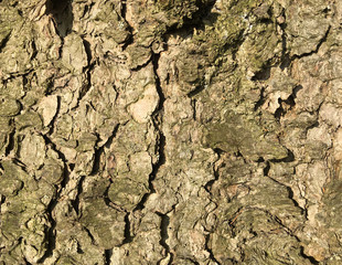 Textur Baumrinde