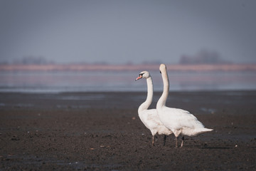 Large white swans play and swim in the lake