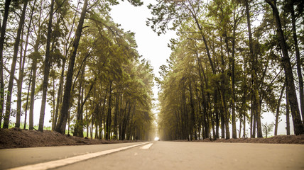 pine tree mist road beautiful scene