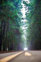 Obraz premium pine tree mist road beautiful scene