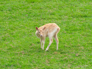 Juvenile White Fallow Deer