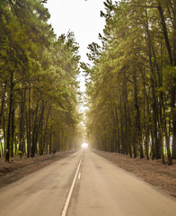 pine tree mist road beautiful scene