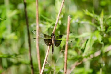 Widow Skimmer on a Twig
