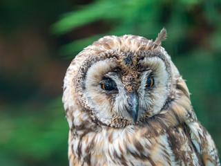 Long Eared Owl (Strix otus)