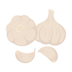 Garlic head and cloves vector illustration isolated on white