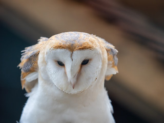 Barn Owl. Tyto alba. Close up of Face and Head.