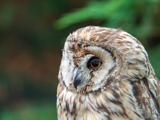 Long Eared Owl (Strix otus)