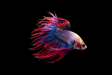 Multi color Siamese betta fighting fish (crown tail) isolated on black background. Turn right.