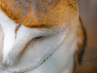 Barn Owl. Tyto alba. Close up of Face and Head.