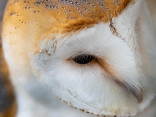 Barn Owl. Tyto alba. Close up of Face and Head.