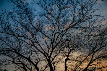 Fototapeta na wymiar tree silhouette and sky in morning background