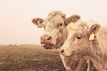 White cow on grazing in the morning autumn fog. Cows graze on an autumn meadow. Cattle breeding in the Czech Republic. Latin name bos primigenius taurus. Cows reared for slaughter.