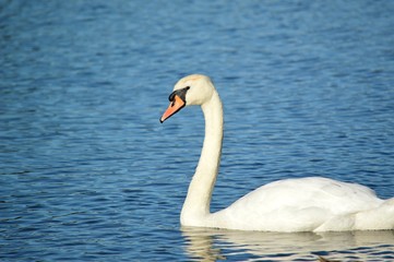Close-up of swan swimming on a lake.