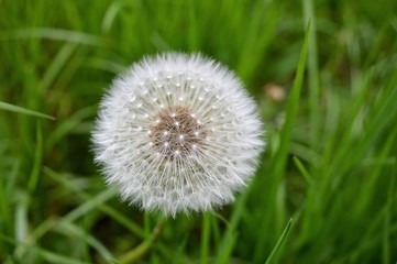 Dandelion seeds close-up.