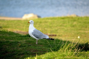 A seagull close up.