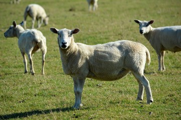 Fototapeta premium Sheep in a field looking straight ahead.