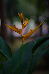 Obraz premium heloconia flower - Image 