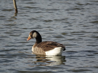 greylag goose hybrid canada goose 