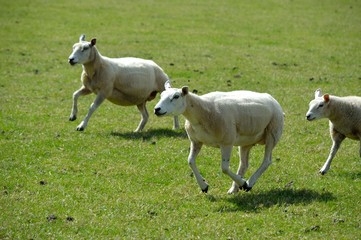 Sheep running in a field.