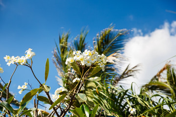 White tropical frangipani flower