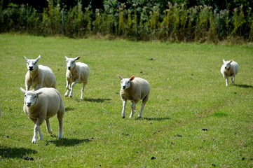 Sheep running across the field.