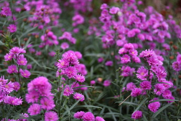 Asters are daisy-like perennials with starry-shaped flower heads.